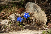 Hořec jarní (Gentiana verna). Furkapass. Alpy. Švýcarsko