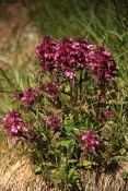 Všivec přeslenitý (Pedicularis verticillata). Furkapass. Alpy. Švýcarsko