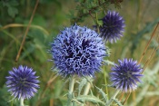 Bělotrn kulatohlavý (Echinops sphaerocephalus). Provence. Francie