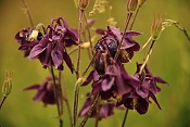 Orlíček obecný (Aquilegia vulgaris). Zlobice. Kuřim