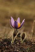 Koniklec velkokvětý (Pulsatilla grandis). Malhostovická pecka