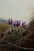 Koniklec velkokvětý (Pulsatilla grandis). Malhostovická pecka
