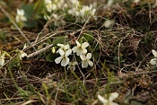 Violka bílá (Viola alba). Drásovský kopeček