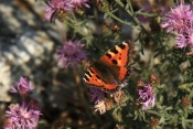 Babočka kopřivová (Aglais urticae) – Malhostovická pecka