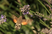 Dlouhozobka svízelová (Macroglossum stellatarum). Roqufor. Francie
