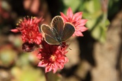 Modrásek pumpavový (Aricia artaxerxes) ♀. Provence. Francie