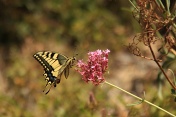 Otakárek fenyklový (Papilio machaon). Provence. Francie