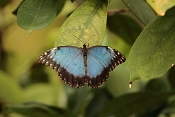 Morpho Peleides. Fata Morgana Praha