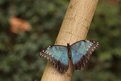Morpho Peleides. Fata Morgana Praha
