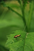 Adéla pestrá (Nemophora degeerella). Ralsko