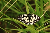 Okáč bojínkový (Melanargia galathea). Obora Židlochovice