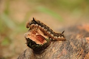 Bourovec trávový (Euthrix potatoria). Srní potok. Ralská pahorkatina