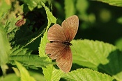 Okáč prosíčkový (Aphantopus hyperantus). Těšenov