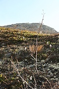 Jezero Gjende (984 m) a hora Gjendehalsen (1140 m)