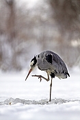 Volavka popelavá (Ardea cinerea) - Herálec (ČR)