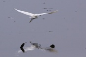 Volavka stříbřitá ( (Egretta garzetta). Camarque. Francie