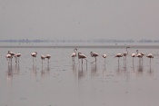 Plameňák růžový (Phoenicopterus  ruber). Camarque. Francie