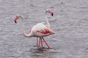 Plameňák růžový (Phoenicopterus  ruber). Camarque. Francie