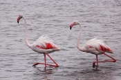 Plameňák růžový (Phoenicopterus  ruber). Camarque. Francie