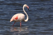 Plameňák růžový (Phoenicopterus  ruber). Camarque. Francie