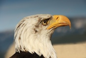 Orel bělohlavý (Haliaeetus leucocephalus). Hrad Peyrepertuse. Francie