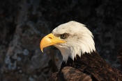 Orel bělohlavý (Haliaeetus leucocephalus). Hrad Peyrepertuse. Francie