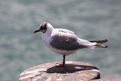 Racek chechtavý (Larus ridibundus). Lindau. Bodensee. Německo