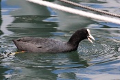 Lyska černá ((Fulica atra). Lindau. Bodensee. Německo