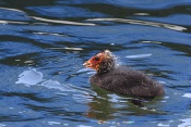 Lyska černá ((Fulica atra). Lindau. Bodensee. Německo
