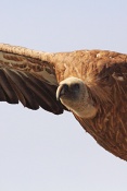 Sup bělohlavý (Gyps fulvus). Kaňon řeky Verdon. Francie