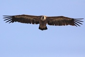 Sup bělohlavý (Gyps fulvus). Kaňon řeky Verdon. Francie