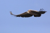 Sup bělohlavý (Gyps fulvus). Kaňon řeky Verdon. Francie
