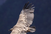 Sup bělohlavý (Gyps fulvus). Kaňon řeky Verdon. Francie