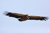 Sup bělohlavý (Gyps fulvus). Kaňon řeky Verdon. Francie