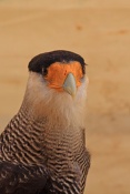 Karančo jižní (Polyborus plancus). Eze. Franci