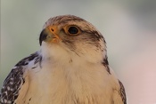 Raroh velký (Falco ferrug). Eze. Francie