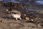 Vlaštovka obecná (Hirundo rustica). Saintes-Maries-de-la-Mer. Camarque.Francie