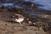 Vlaštovka obecná (Hirundo rustica). Saintes-Maries-de-la-Mer. Camarque.Francie