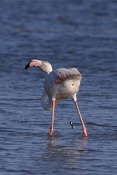Plameňák růžový (Phoenicopterus  ruber). Camarque. Francie