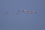 Plameňák růžový (Phoenicopterus  ruber). Camarque. Francie