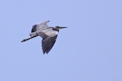 Volavka popelavá (Ardea cinerea). Camarque. Francie