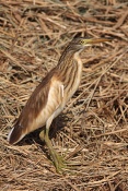 Volavka vlasatá (Ardeola ralloides). Camarque. Francie
