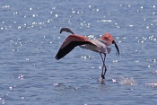 Plameňák růžový (Phoenicopterus  ruber). Camarque. Francie