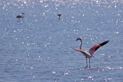 Plameňák růžový (Phoenicopterus  ruber). Camarque. Francie