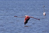 Plameňák růžový (Phoenicopterus  ruber). Camarque. Francie