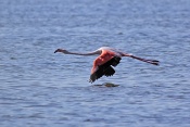 Plameňák růžový (Phoenicopterus  ruber). Camarque. Francie