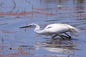 Volavka stříbřitá (Egretta garzetta). Camarque. Francie