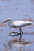 Volavka stříbřitá ( (Egretta garzetta). Camarque. Francie