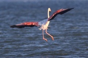 Plameňák růžový (Phoenicopterus  ruber). Camarque. Francie