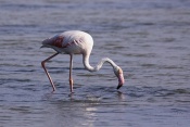 Plameňák růžový (Phoenicopterus  ruber). Camarque. Francie